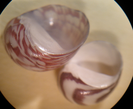 Smaragdia viridis lineata?